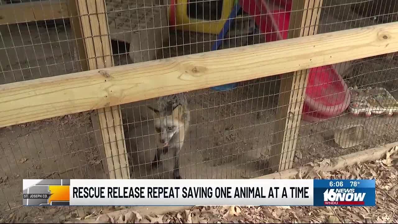 Rescue Release Repeat giving animals a second chance at life