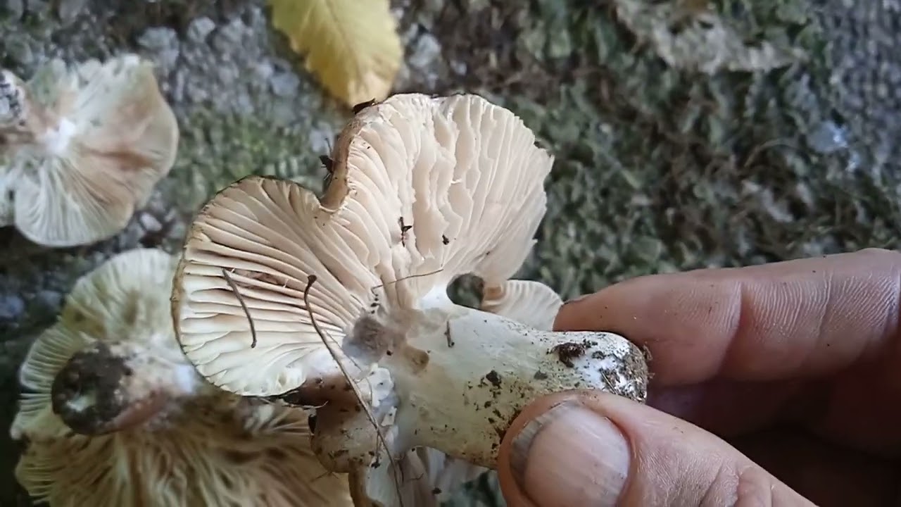 RUSSULA DENSIFOLIA
