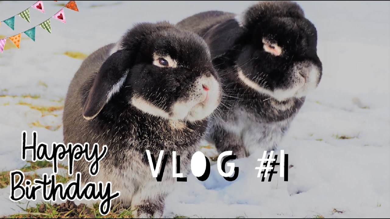 Happy Birthday Bunny Vlog #1 || Pfötchenbande
