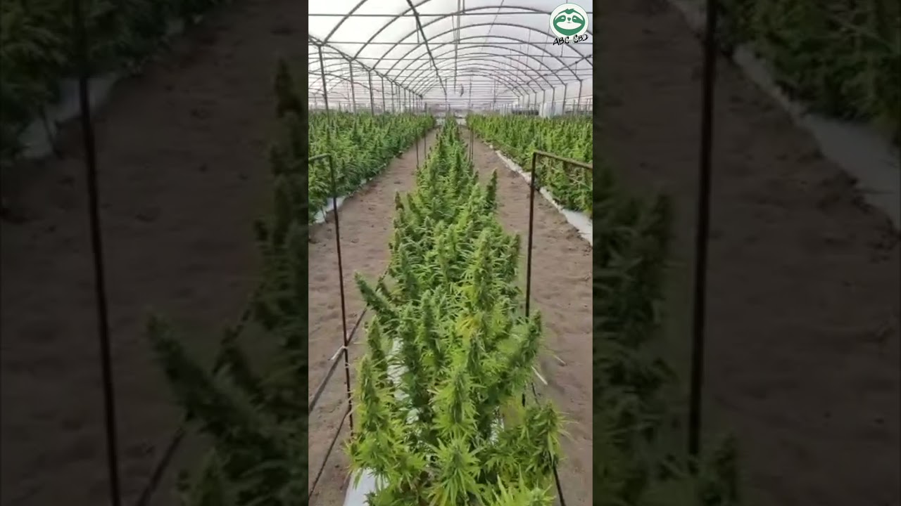 l'ABC du CBD direct producteur cannabis CBD Grossiste franchise ouvrir votre commerce en 2022 FRANCE