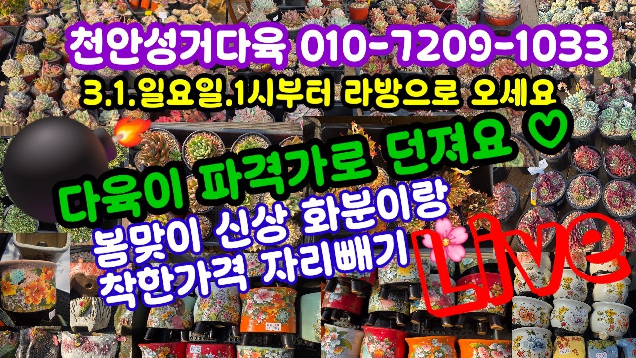 #다육이쇼핑#다육이화분쇼핑#천안성거다육010-7209-1033(26.3.1)☘️ 겁나 착하게 던져요 ❤️ 함께 키워요 🌸🤗~
