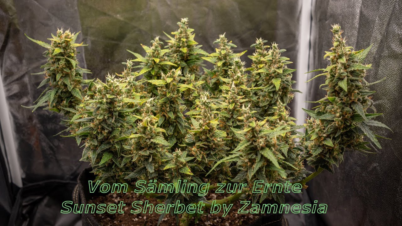 Vom S&auml;mling zur Ernte - Sunset Sherbet Automatic von Zamnesia