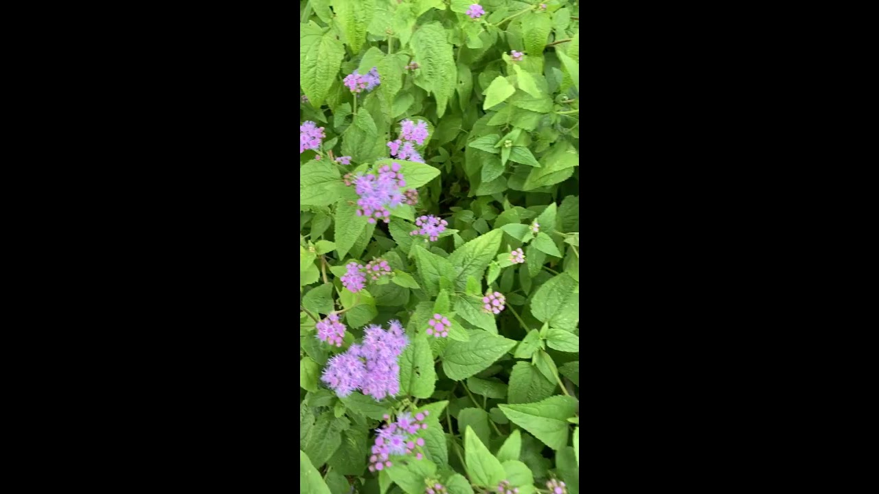 Plant Spotlight - Hardy Ageratum (Mist Flower)