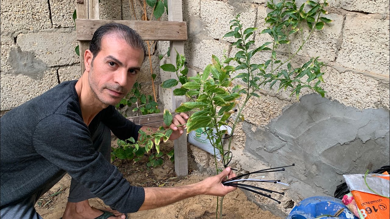 إذا عندك شتلات وأشجار صغيرة شاهد الطريقة الصحيحة لتربية الأفرع وتشكيلها لتكبر بالشكل الذي نريده