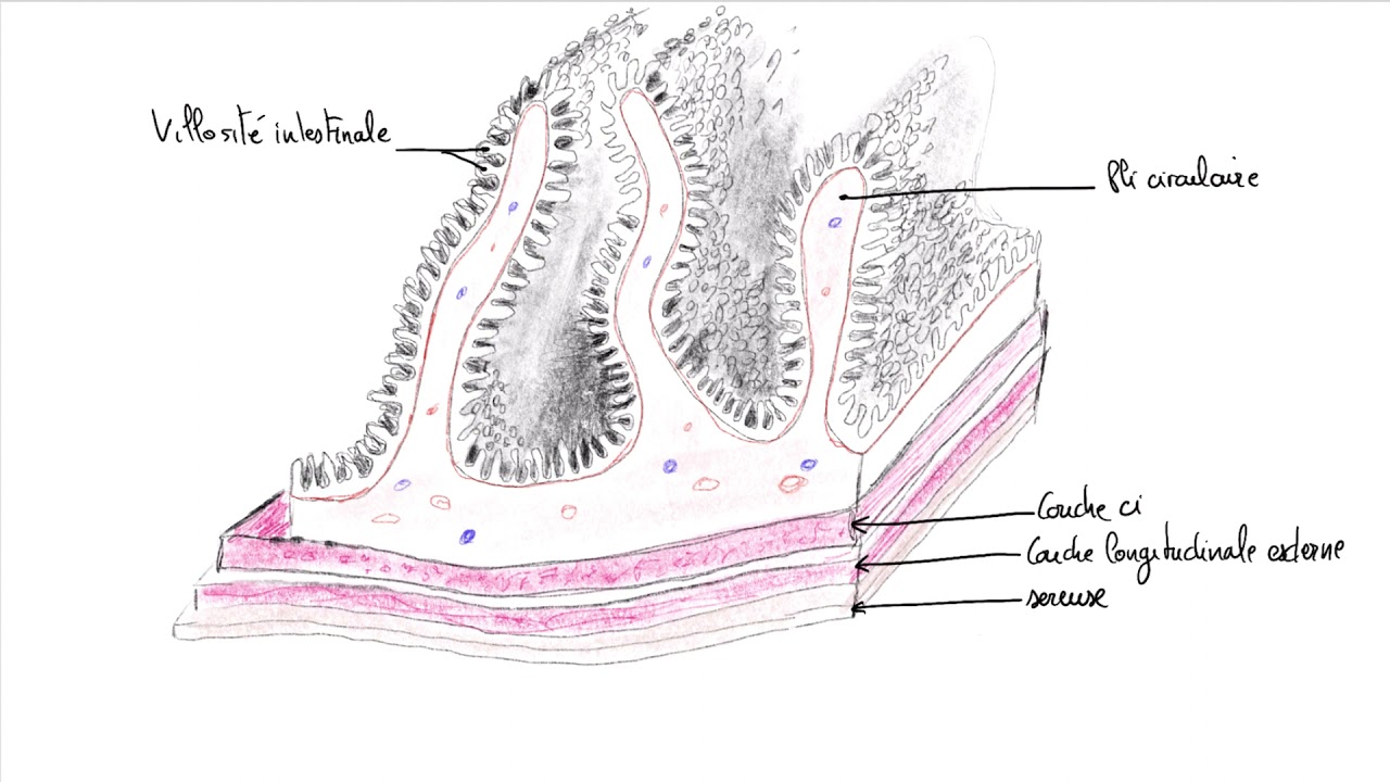 La structure histologique du tube digestif