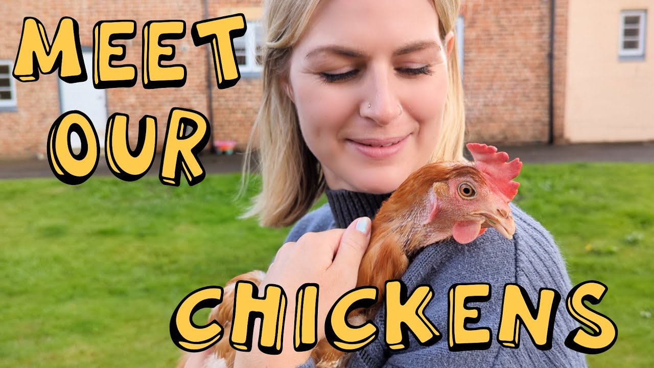 Meet our chickens!