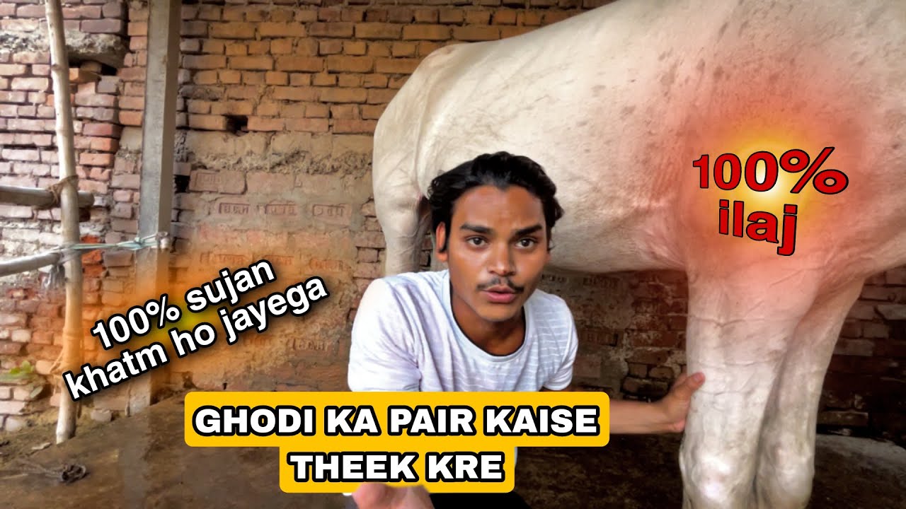 GHODI KA PAIR KAISE THEEK KARE | SIMPLE AUR SARAL UPAY |💯% ILAJ | HORSERIDINGBIHAR
