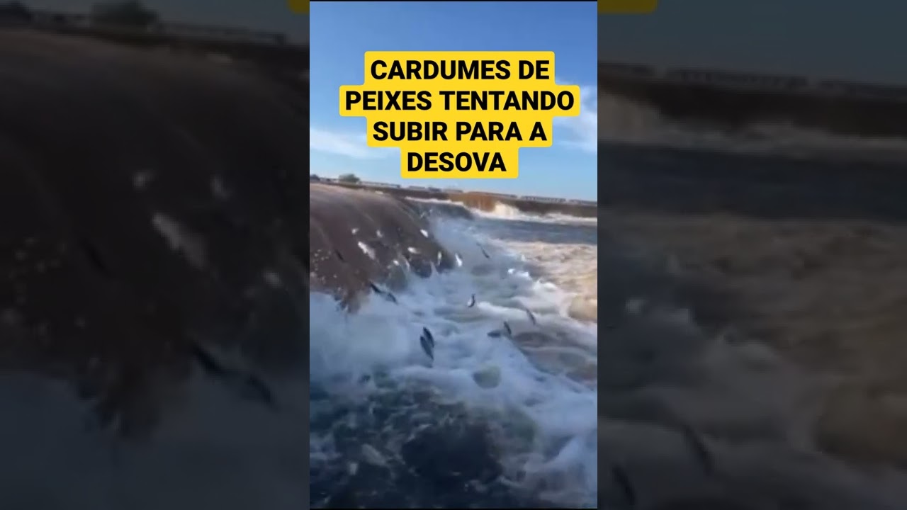 PEIXES SUBINDO O NA PIRACEMA!!!!