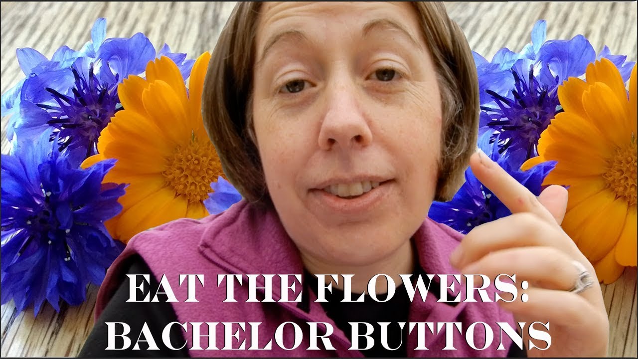 Eat the Flowers: Culinary & Medicinal Uses for Bachelor Buttons