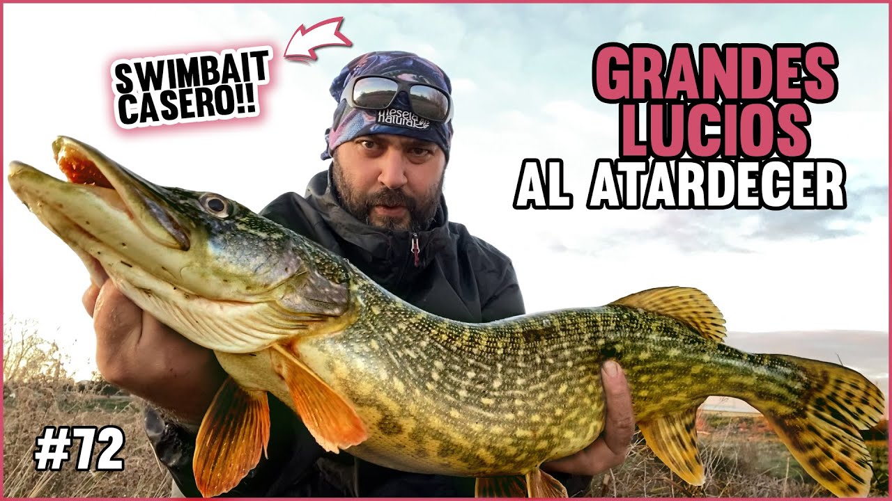 Grandes Lucios al atardecer en el Canal de Castilla | Extra Swimbait casero