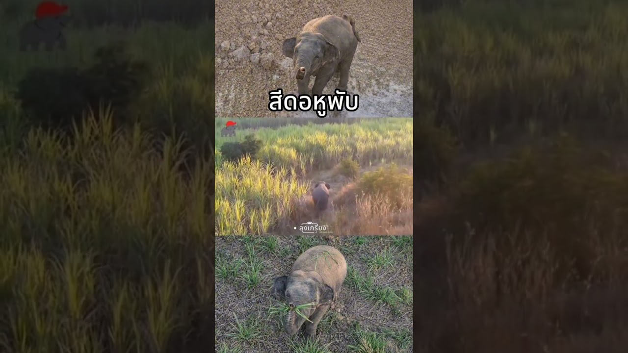 สีดอหูพับ