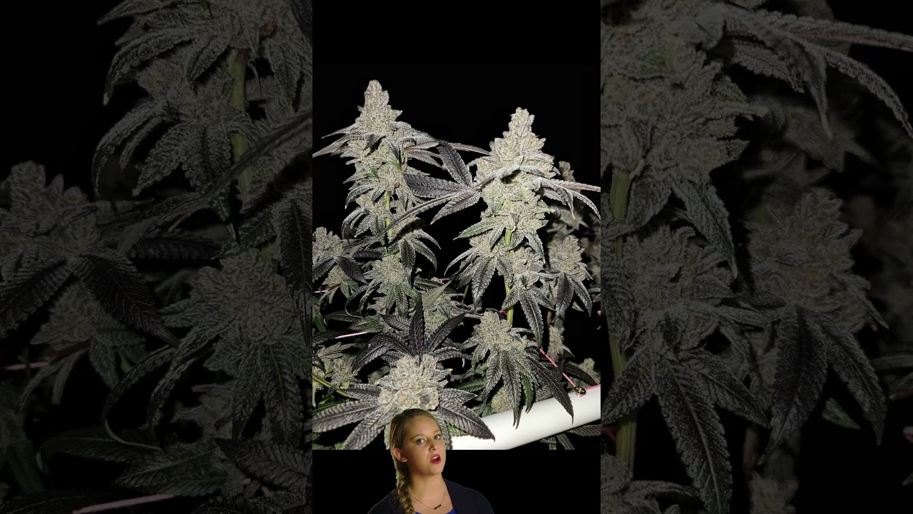 Cannabis Cultivation Clearwater genetics got that heat