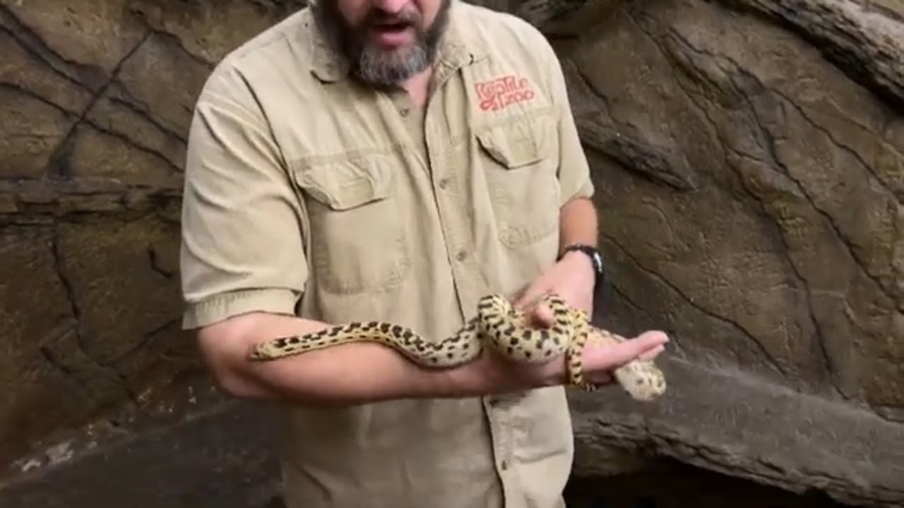 Creature Feature: Gopher Snakes