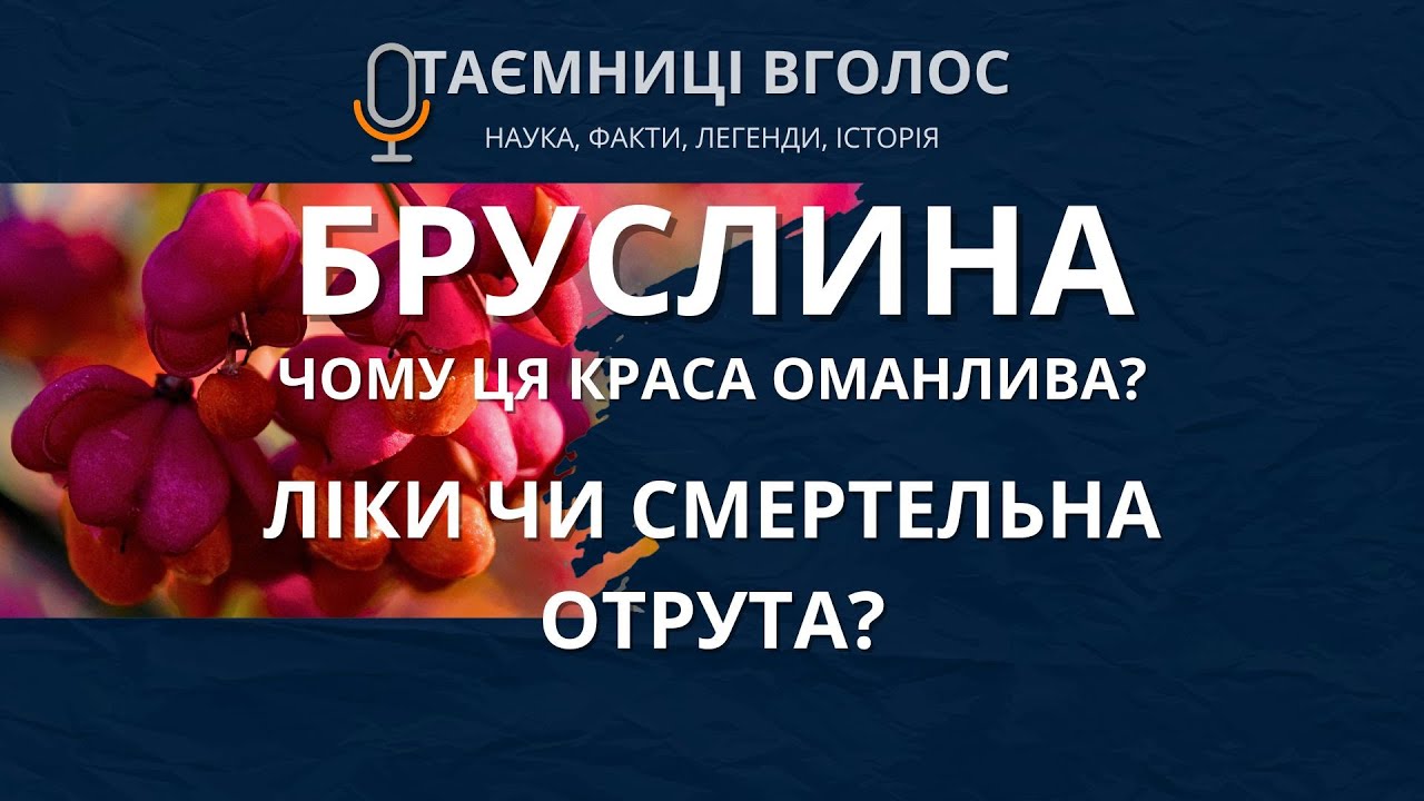 Бруслина: Веретено Долі. Що це ліки чи смертельна отрута? Таємниці Вголос