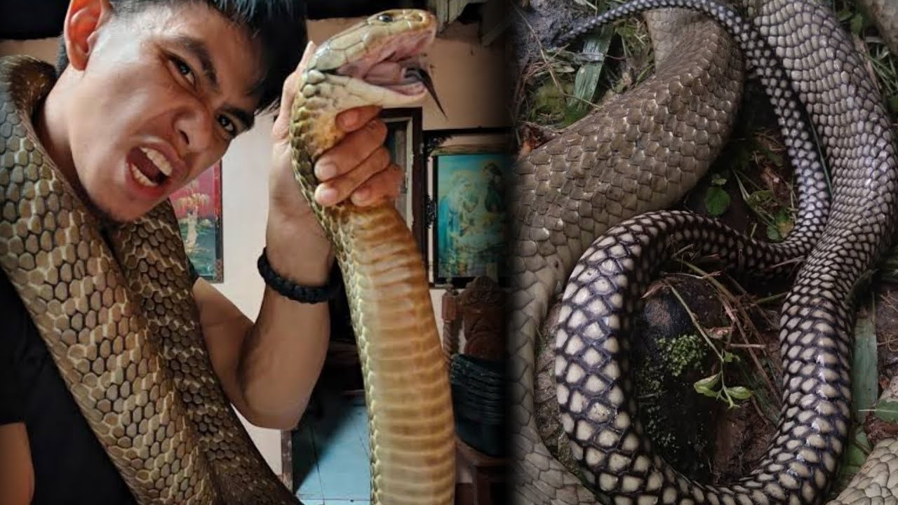 Viral na snake rescue hindi nagustuhan ng mga bashers#cobraprince