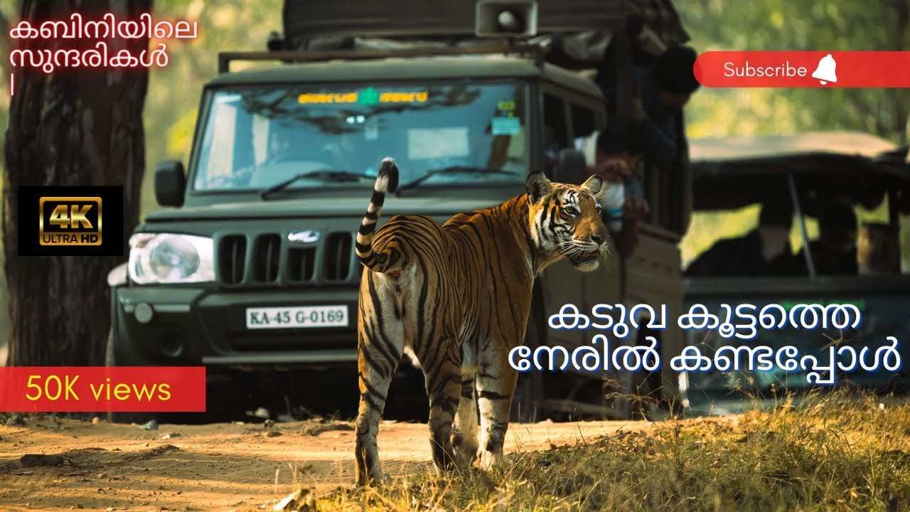 Kabini wildlife safari 4K , Spotted 6 tigers, Tiger cubs Nagarhole  Karnataka India.