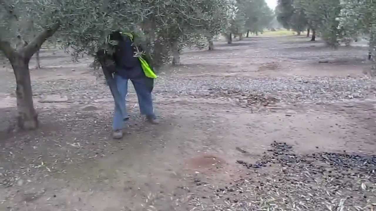 Lola soplando aceitunas en Canena