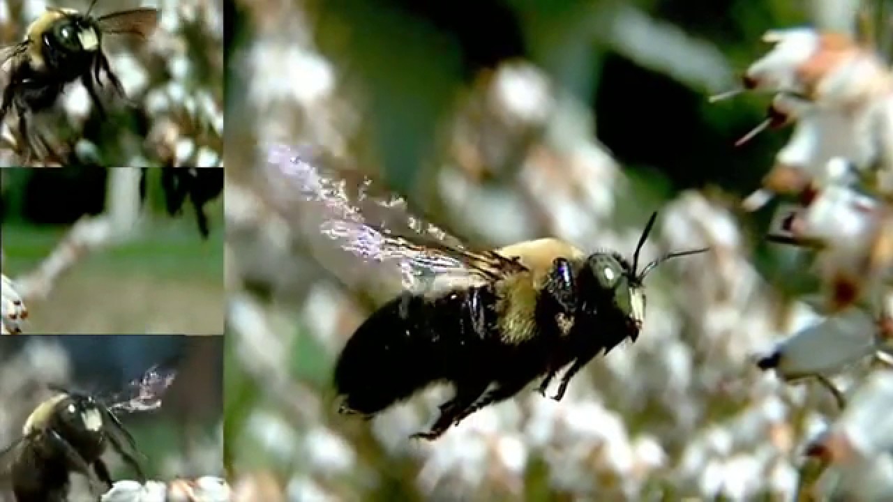 Slow-motion Bee in Flight - 8.2 Sound Waves Lesson 2