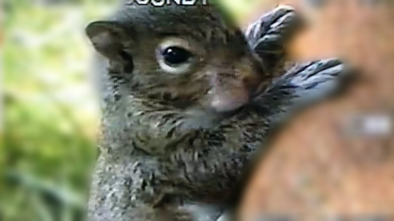 Raising a Baby Squirrel!
