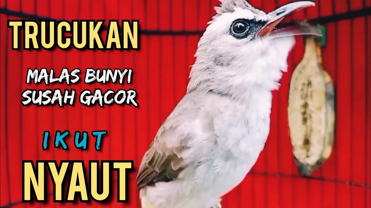 Trucukan Ombyokan trucuk Bahan  PAUT BISU AGAR BUNYI GACOR DENGAR SUARA TRUCUK GACOR NGALAS INI ‼️