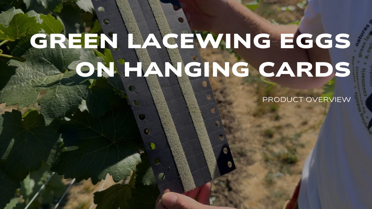 Green Lacewings Eggs on Hanging Cards Product Overview