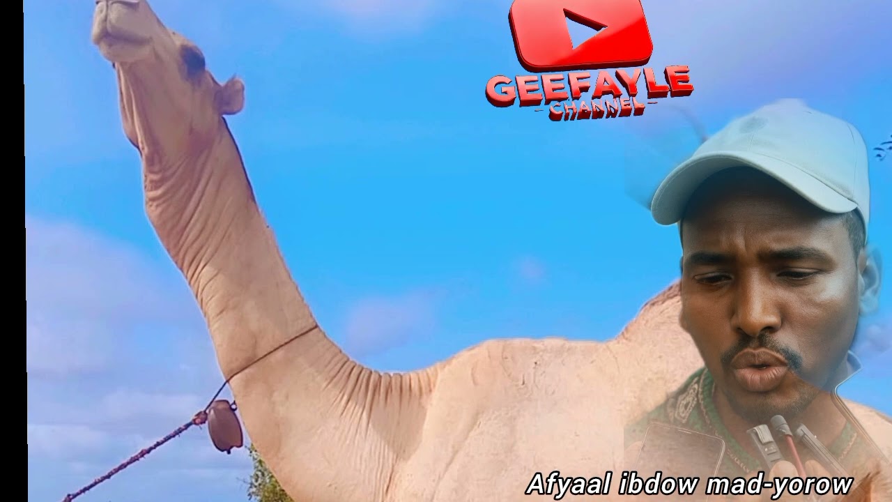 Jiib afyaal ibdow mad-yorow,  from Baydhabo ( afyaal hupeer e)