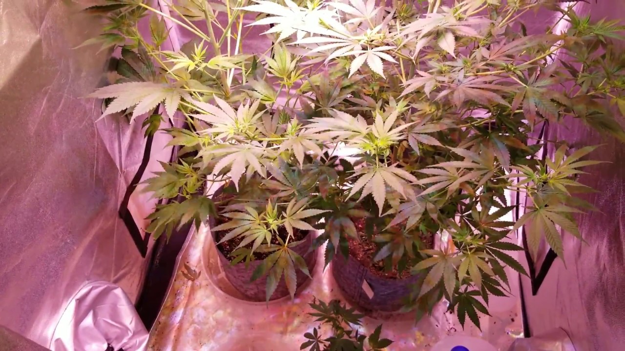 2 months and 1 week old weed plant. Indoor grow tent
