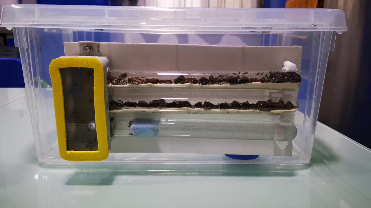 Hormiguero casero con 3 tubos de ensayo.