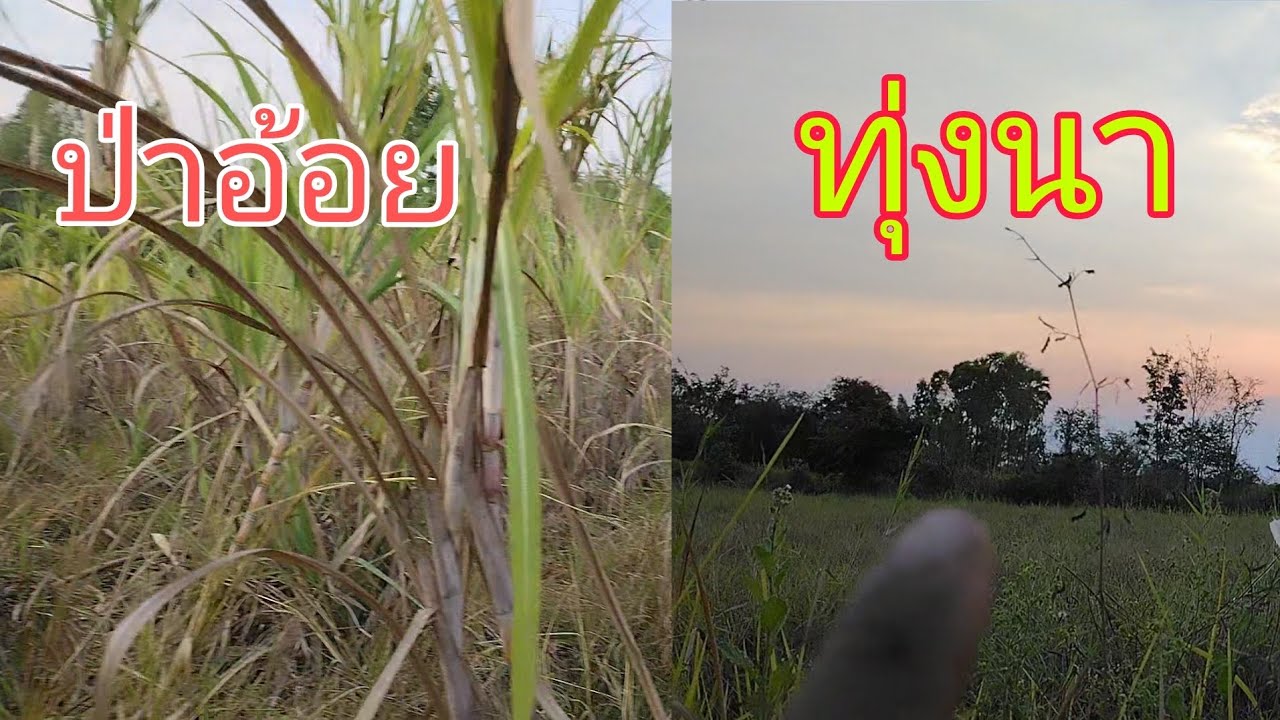 ดักหนู 2 หมาย หมายไหนจะหมาน มีแต่หมายเก่าเขา