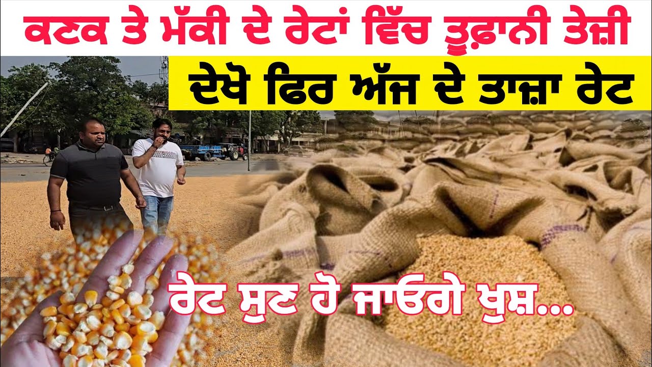 Wheat price today/maize price today/ ਕਣਕ ਤੇ ਮੱਕੀ ਦੇ ਤਾਜਾ ਰੇਟ/wheat and maize price in punjab 