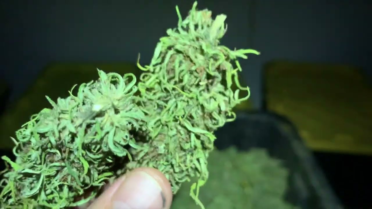 CBDV Hemp Flower Dry Room at Lost Oak Farms in Ashland, Oregon