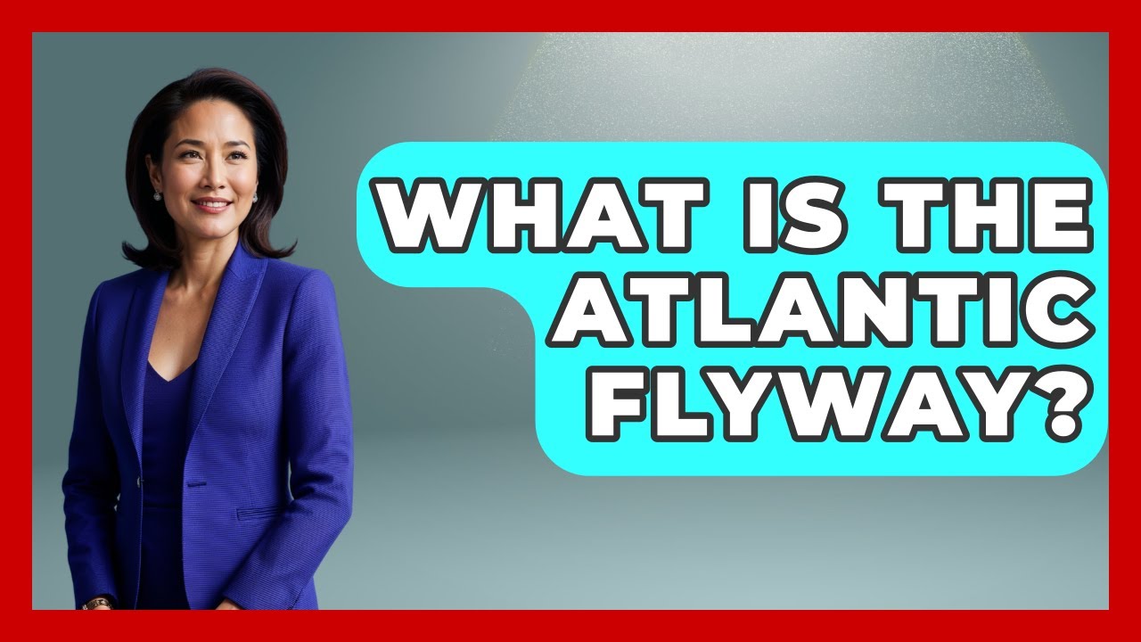 What Is The Atlantic Flyway? - Bird Watching Diaries