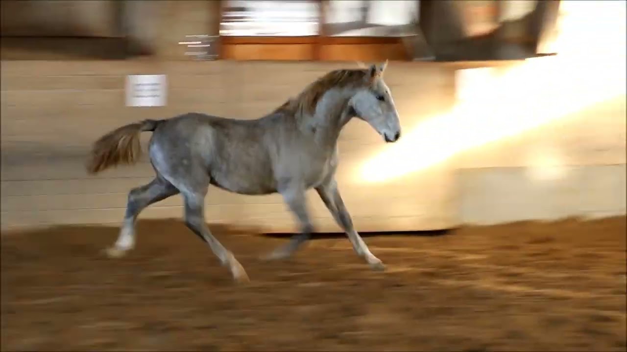 Pluto Thais (2022) Lipizzan Colt- Barbana Lipizzans