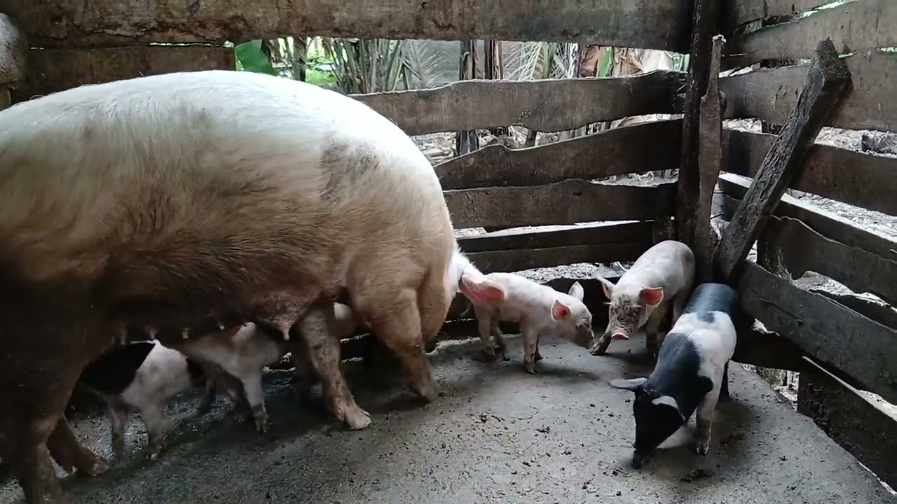 Unamani kufuga nguruwe na hujui pa kuanzia? Tamaza hii #pig #shorts #kilimo360
