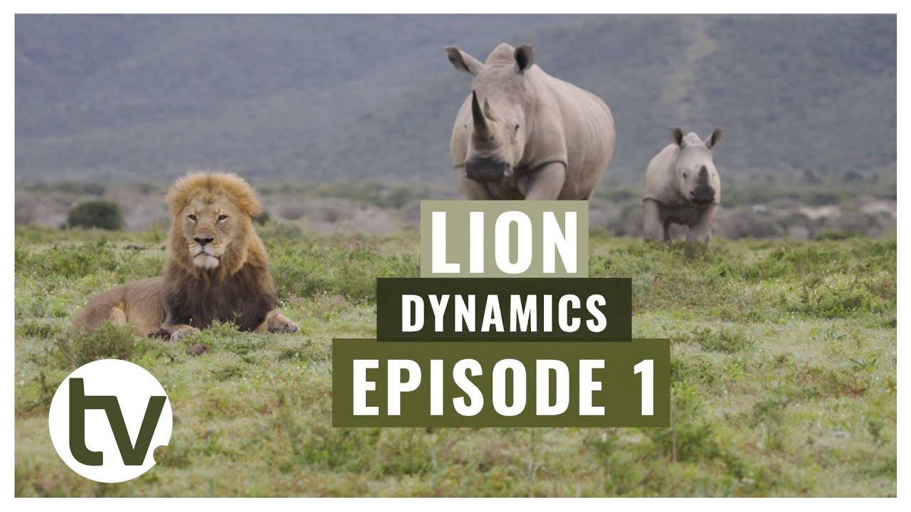LION Dynamics EP1: Царствование ДОМИНАНТНОГО самца подходит к концу