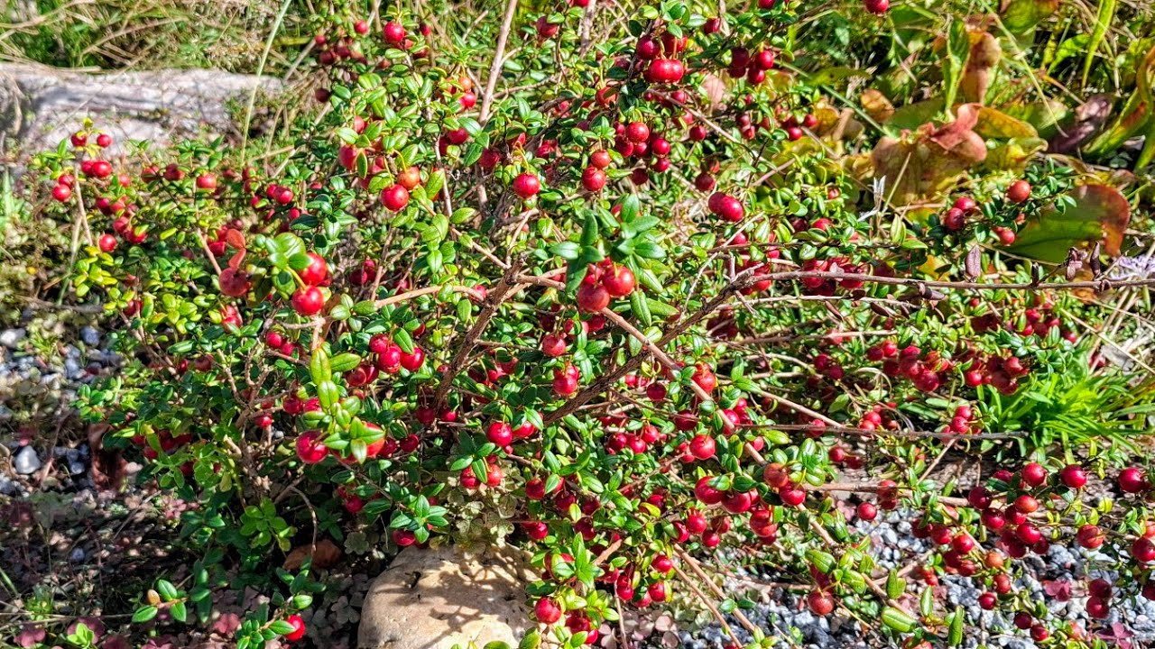 Chilean Guava (Ugni molinae) - exotic little fruit shrub for Germany