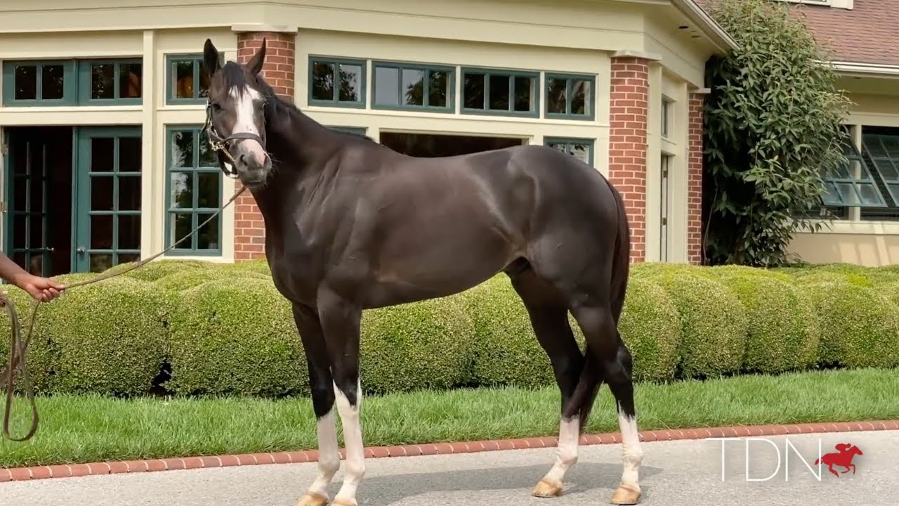 Honor A.P. Joins His Sire at Lane's End Farm