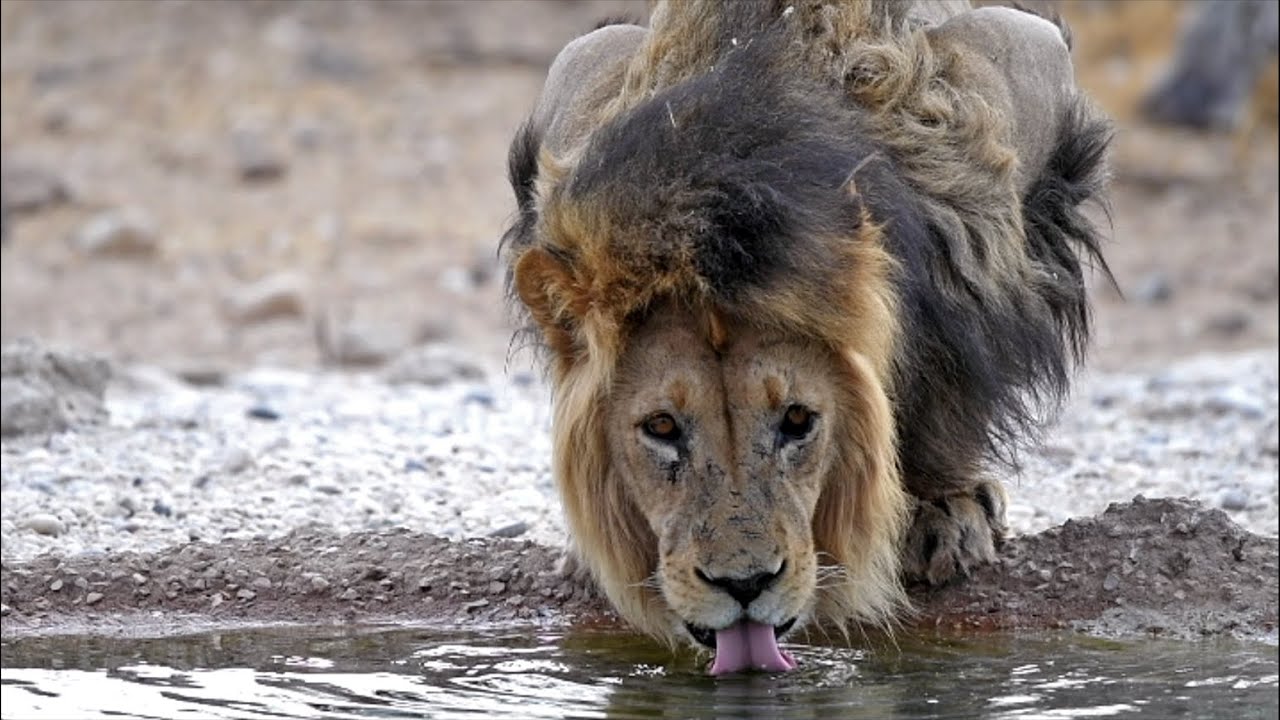 Thirsty Lions at Nossob Camp Waterhole | Kgalagadi Transfrontier Park