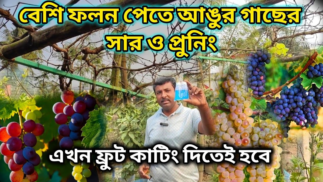 আঙুরের বেশি ফলন পেতে প্রুনিং ও সার প্রয়োগ জরুরী।grapes plant pruning and care. 