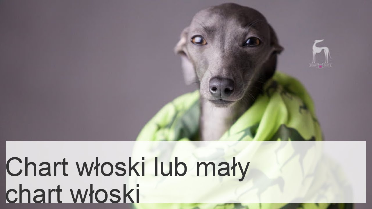 Pies rasy chart włoski: charakterystyka i zdjęcia