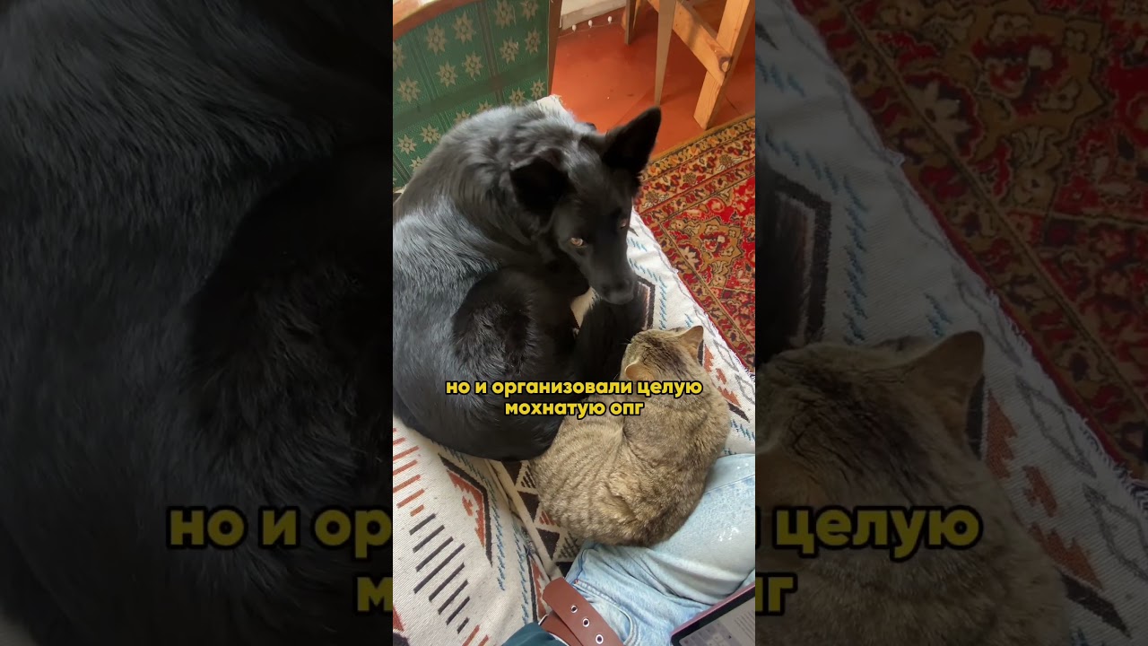 Кошмак всех уговорит 😂 #алтай #деревня #кот #собака