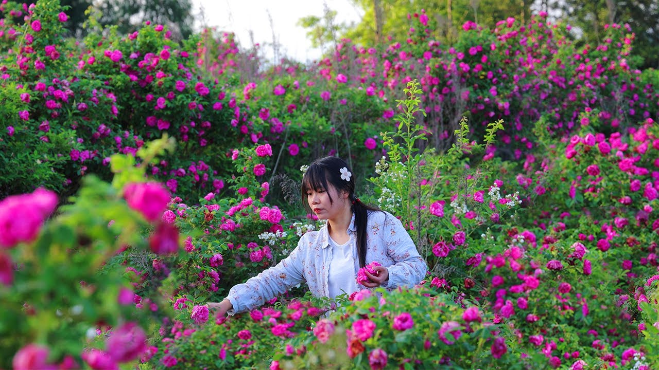【二米炊煙】Roses🌹 Cooked Full Hill of Blooming Roses into Delicacies. 玫瑰花開的時候，總要吃頓花吧！