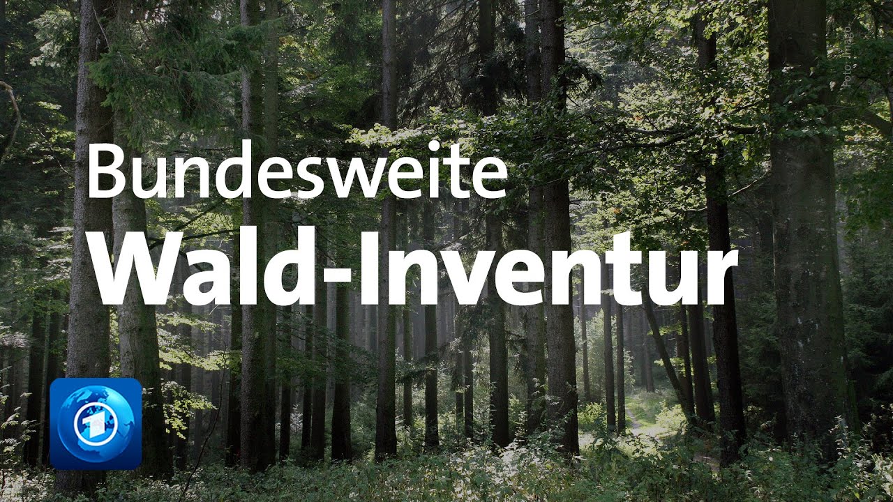 Wald-Inventur: Vierte Erhebung in Deutschland