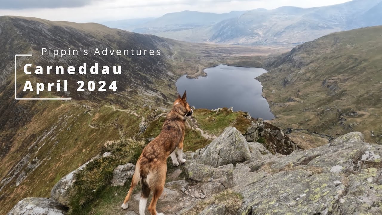 Pippin's Adventures Carneddau, Snowdonia, April 2024