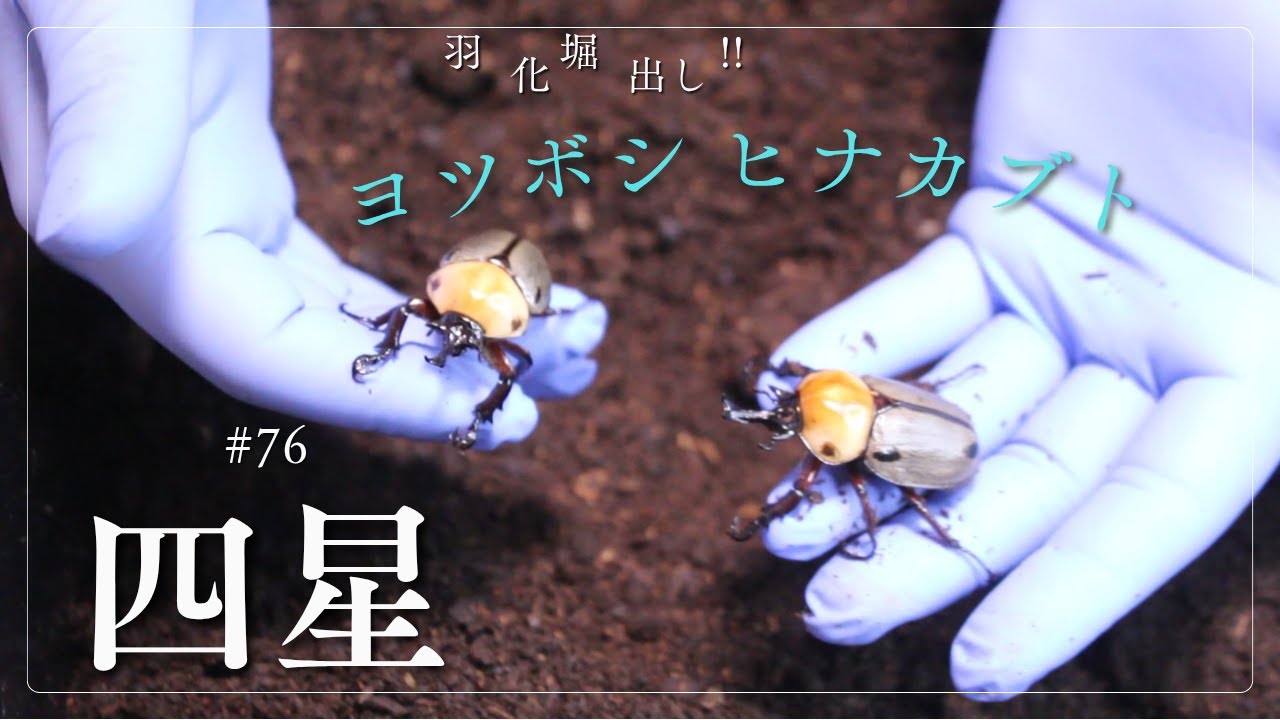 #76【ヨツボシヒナカブト】待ちに待った羽化掘り出しです！！