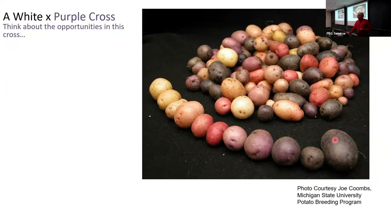 Craig Yencho: Adventures in potato and sweetpotato breeding