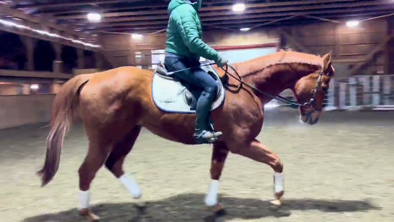 Candour 2012 16.1h OTTB hunter ride 1 at Kivu (many miles before arriving here)