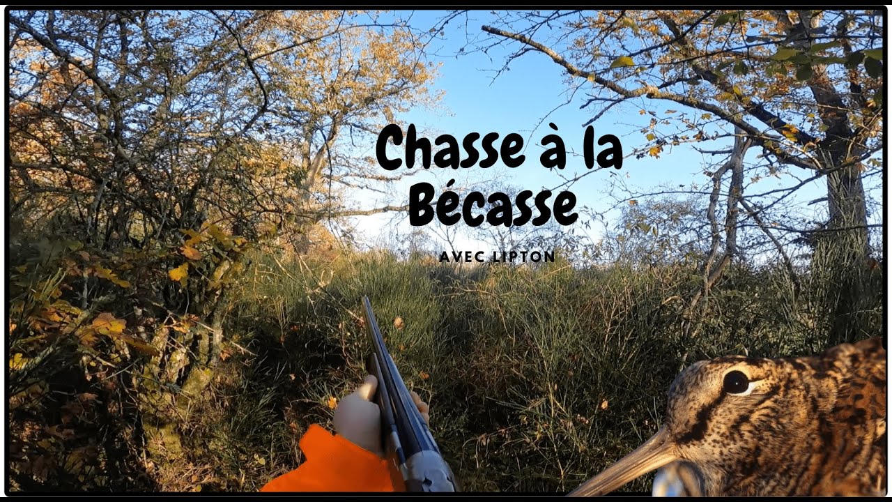 chasse à la bécasse au pointer 2023-2024 épisode-1
