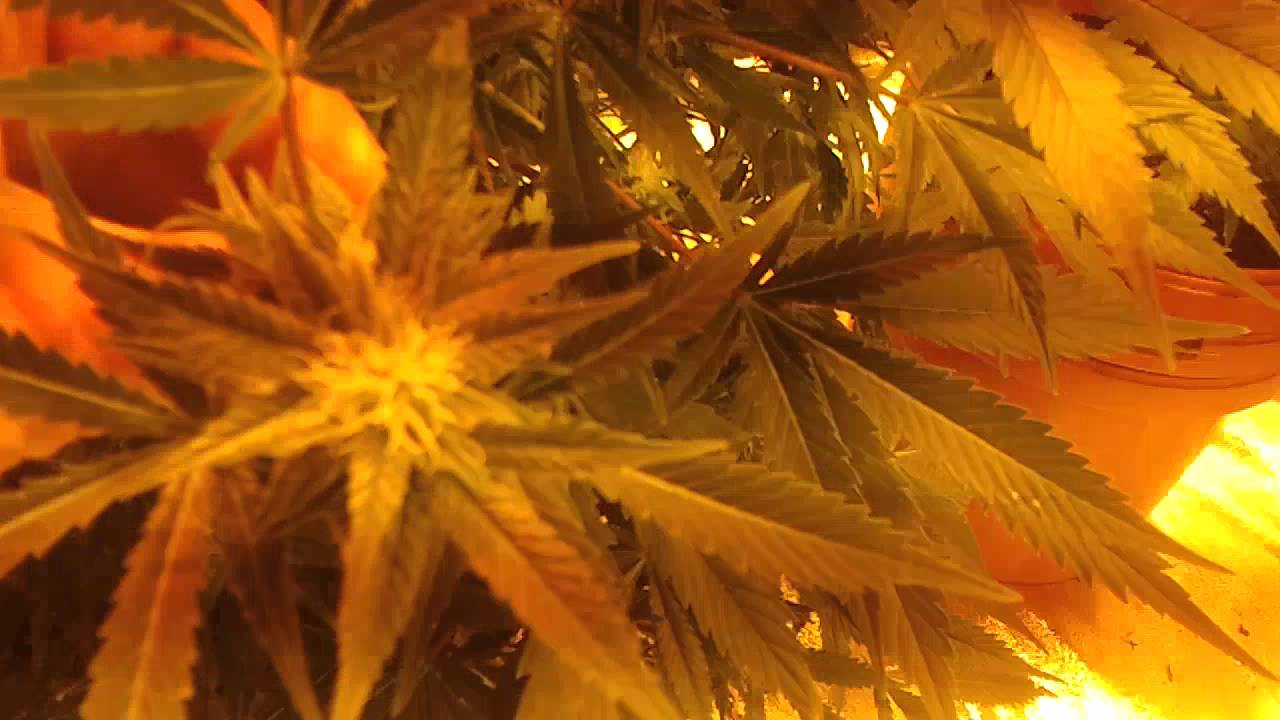 Udate on flowering white widow, jack herer n doubl