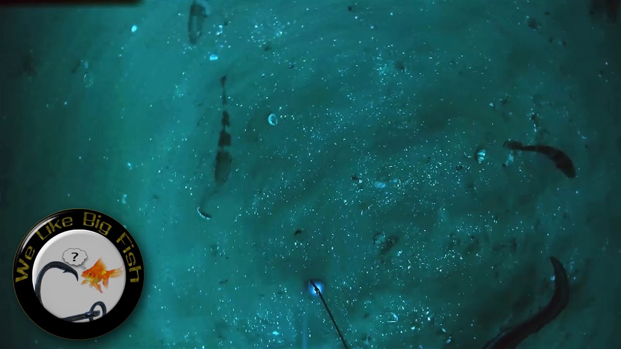 Spydro Underwater Fishing Camera. Ray, Conger Eeel, Bream, Dogfish